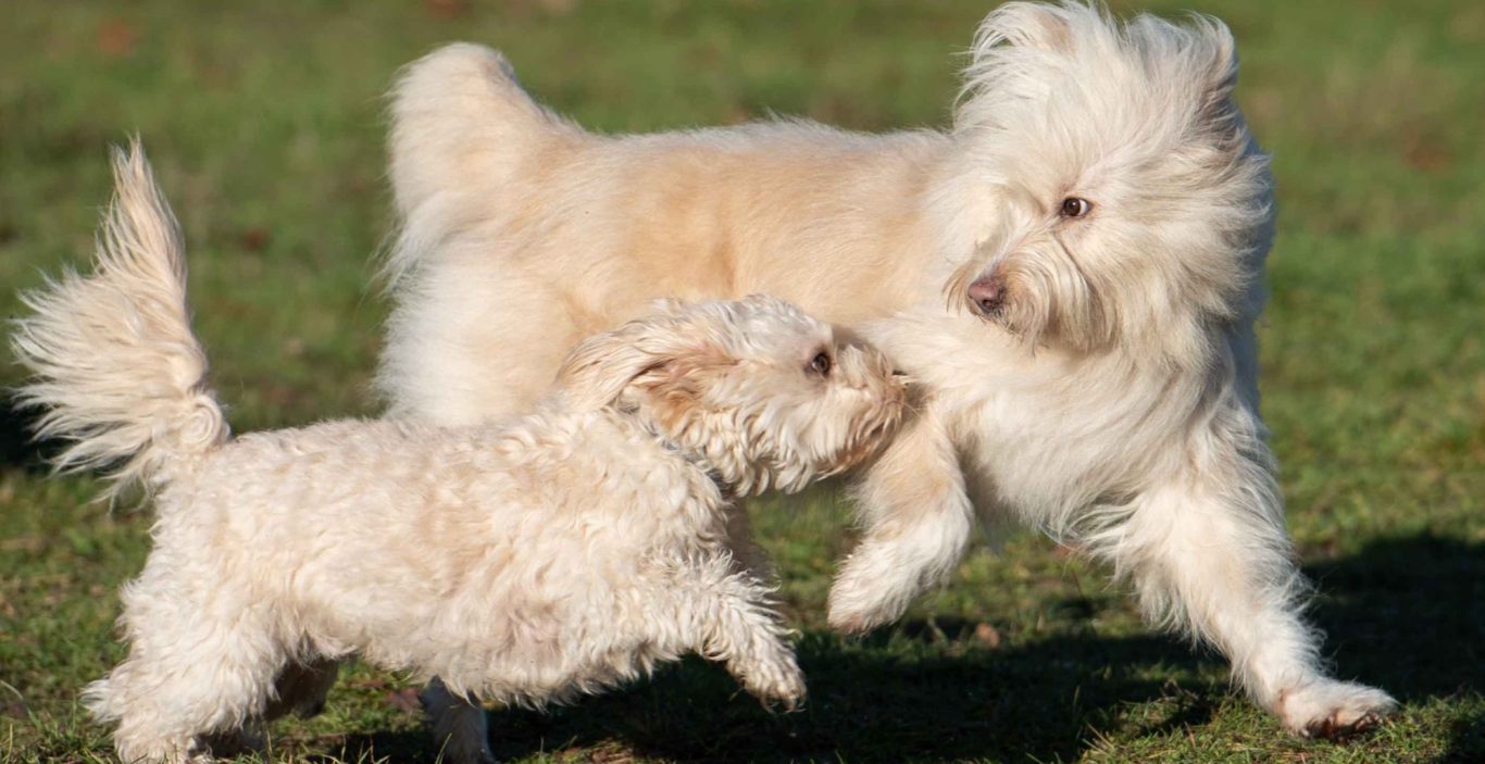 Hundeplatz Gesamtübersicht